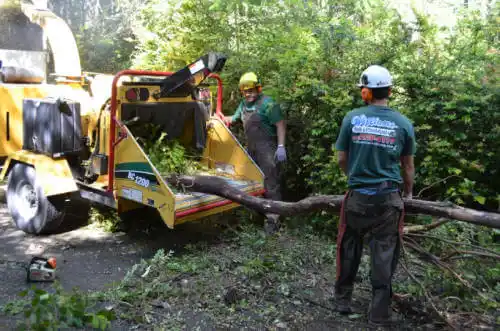 tree services Ridge Wood Heights